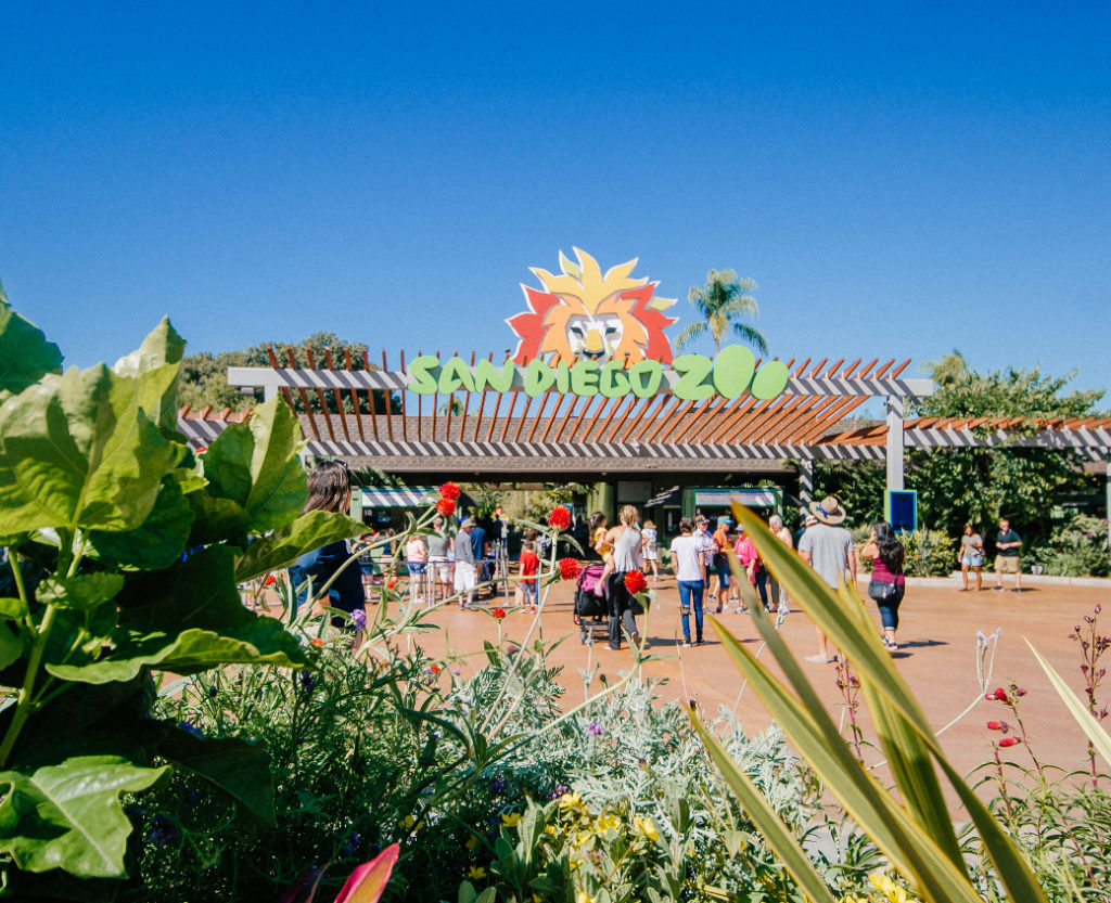 Visiting the San Diego Zoo What to See and Do (2022)