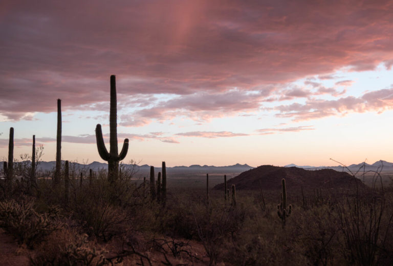 Spectacular Things To Do In Saguaro National Park Arizona