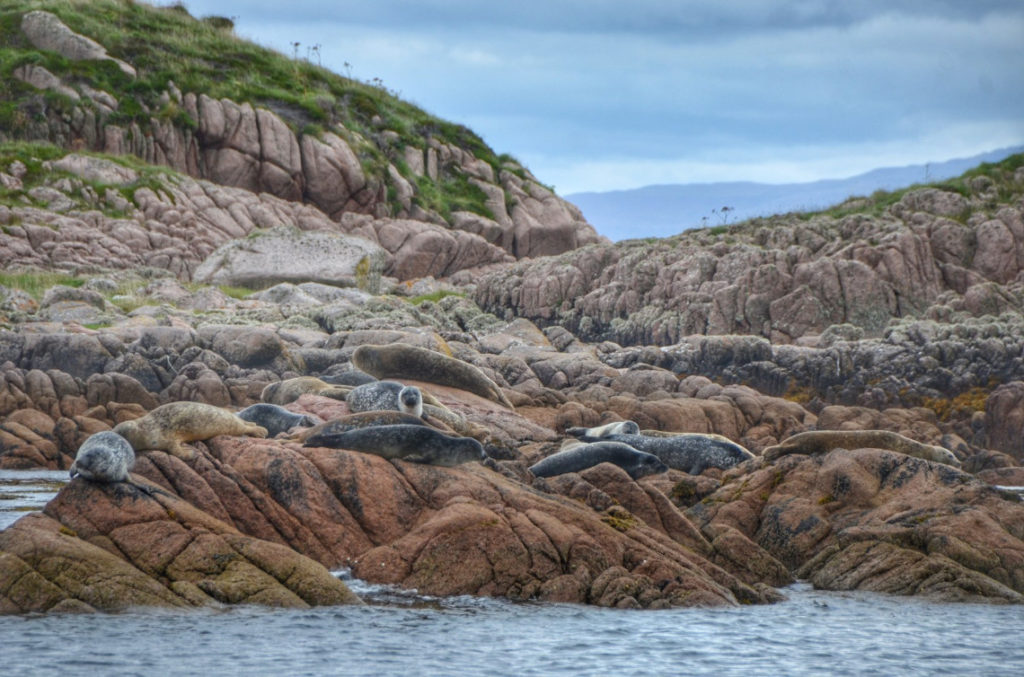 Seals lying on rocks near Fingal's Cave