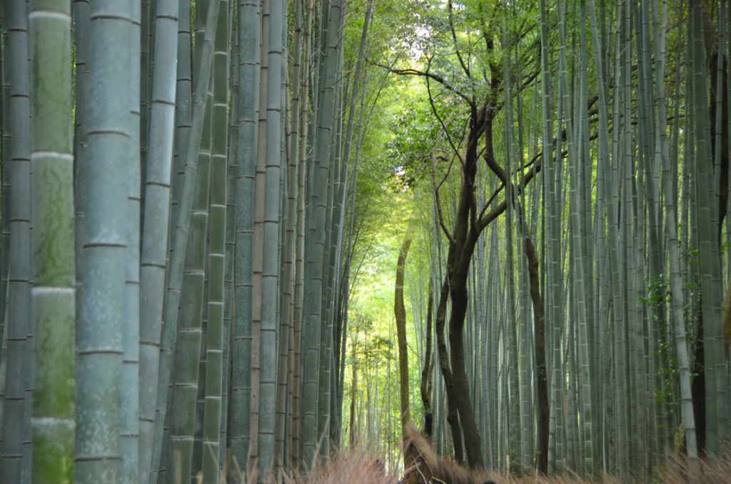 Arashiyama Bamboo Grove: number three on the list of things to do in Kyoto.
