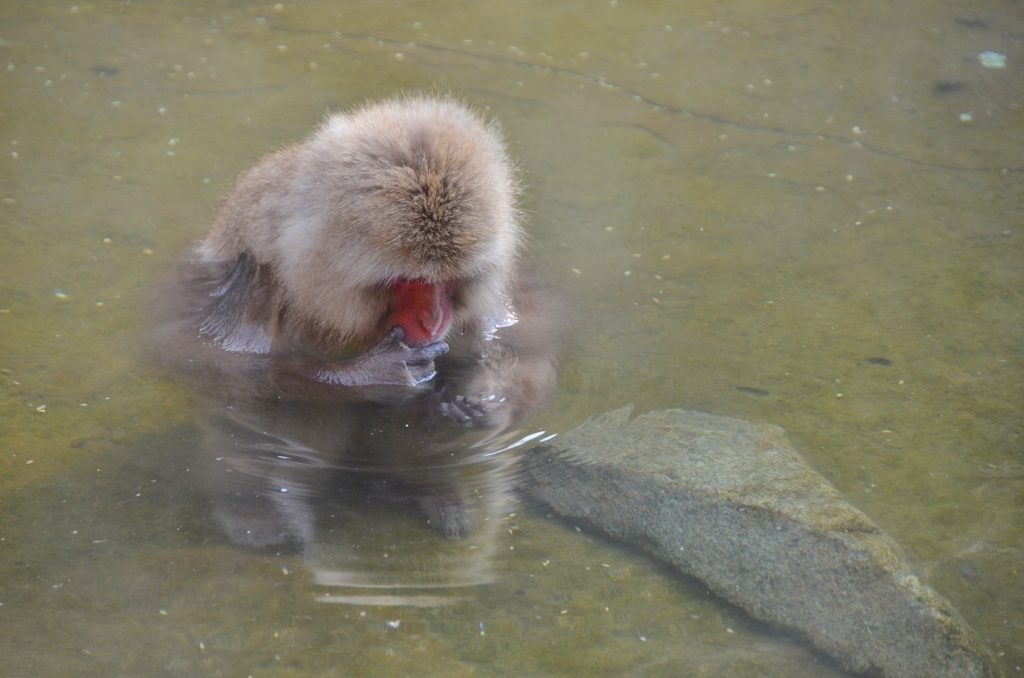Monkey foraging in onsen