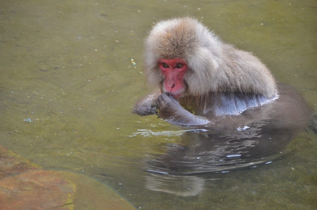 Monkey eating at Jigokudani Monkey Park