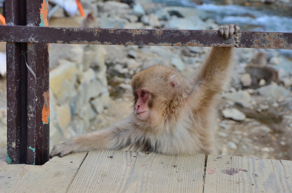 Monkey hanging from bridge railing at Jigokudani Monkey Park