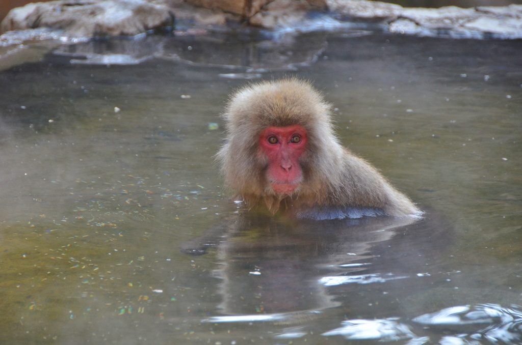 Monkey swimming in an onsen at Jigokudani Monkey Park