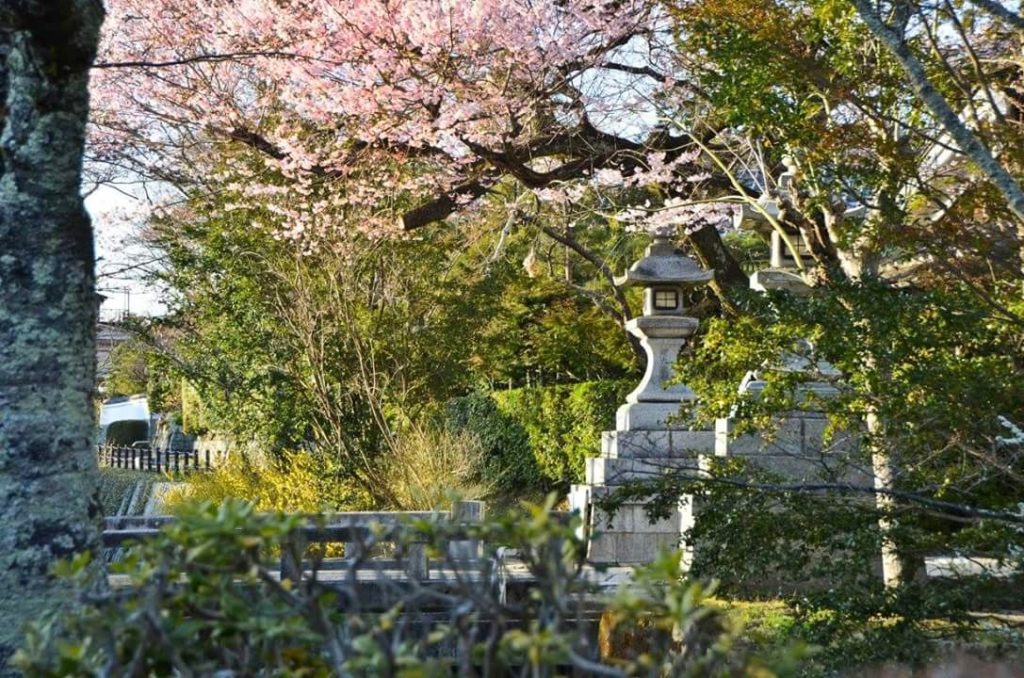 Cherry blossoms on Philosopher's Walk: number five on the list of things to do in Kyoto.