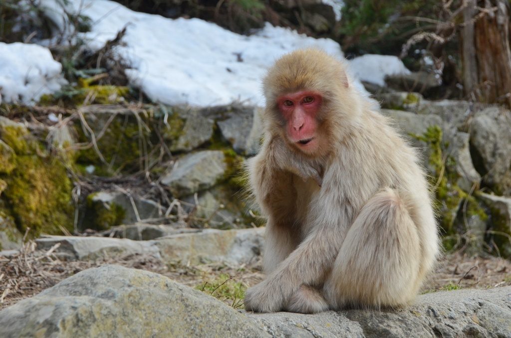 Cute monkey with snow in background