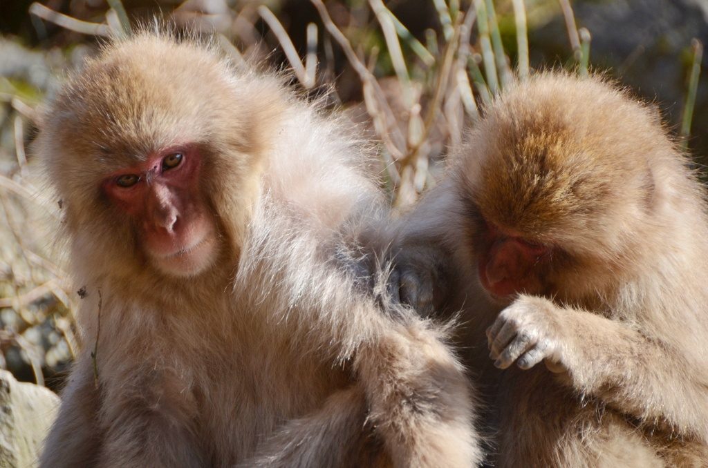 Monkeys grooming each other