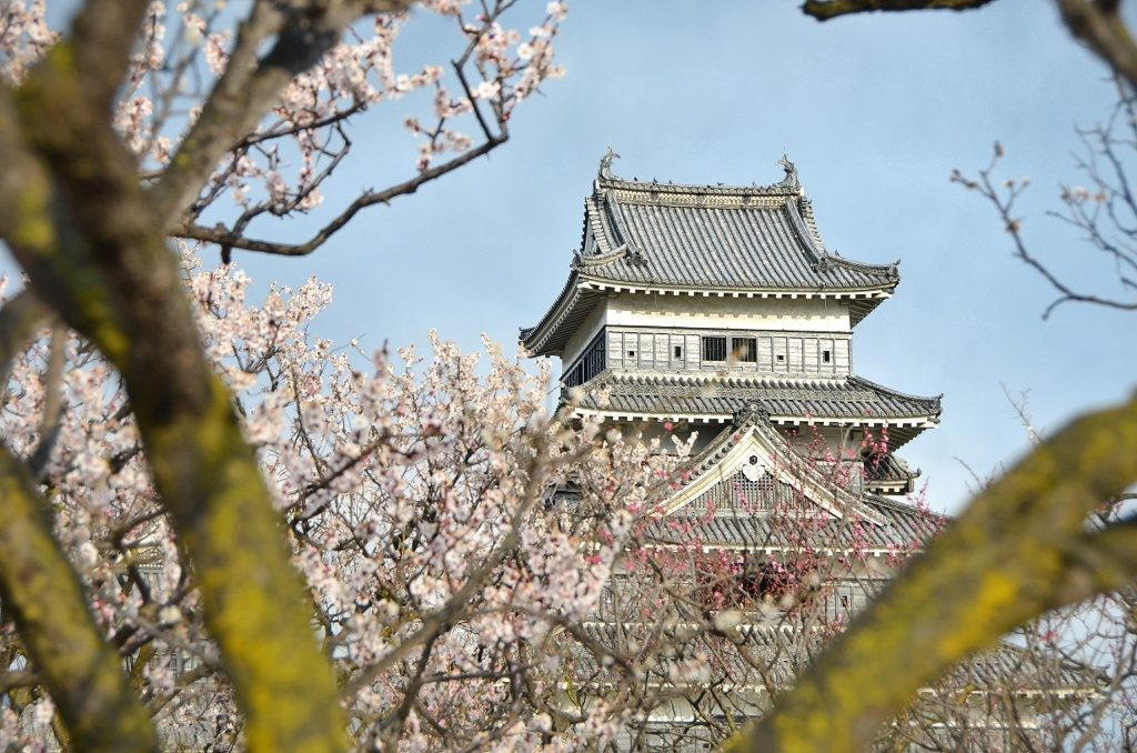 Cherry blossoms with Matsumoto Castle in the background