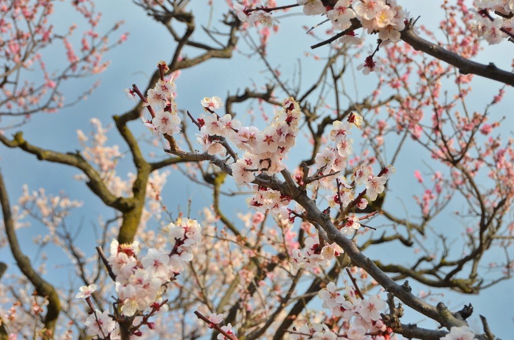 Cherry blossoms