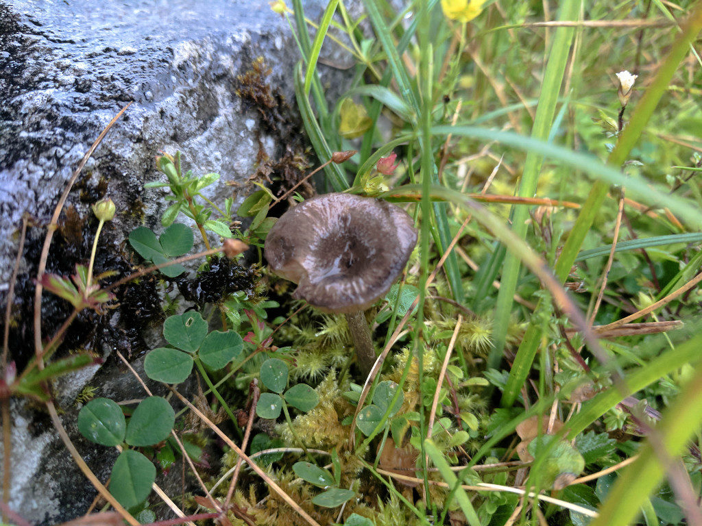 A tiny mushroom discovered in one of the rock crevices