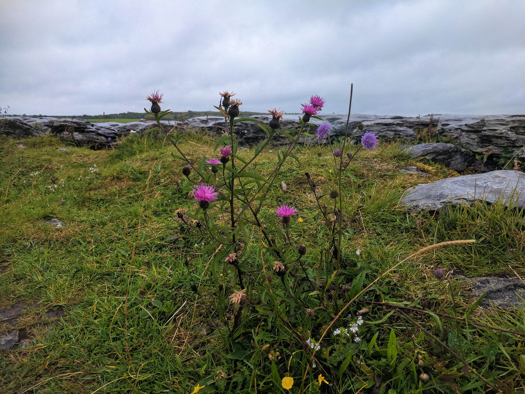 Thistles in the Burren