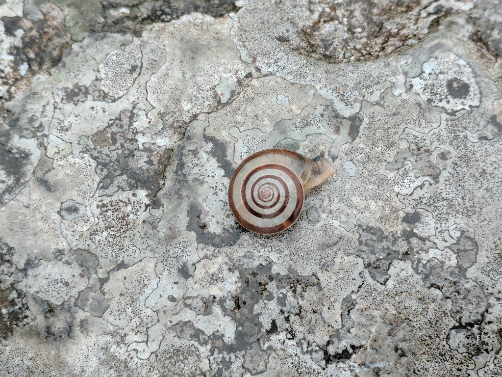 A cute and tiny snail we discovered while it was raining in the Burren