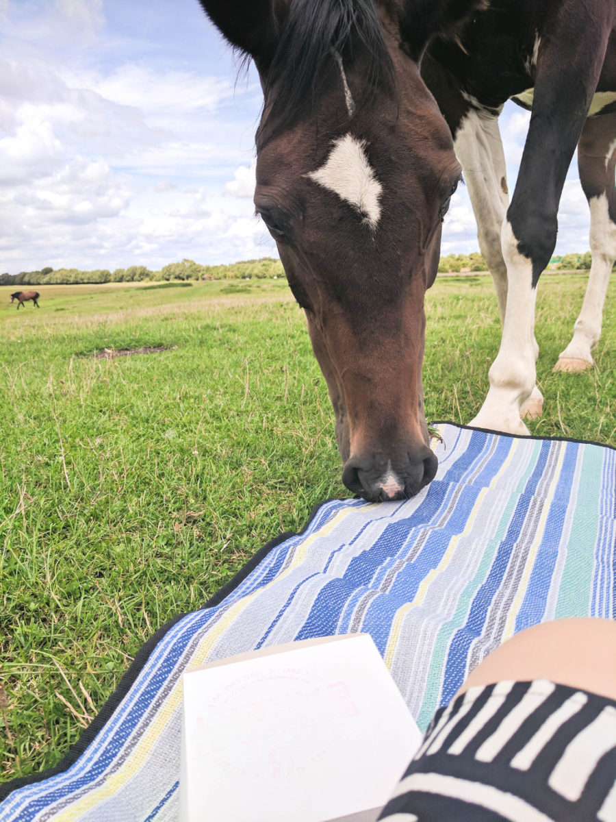 A horse trying to join my picnic in Port Meadow, Oxford