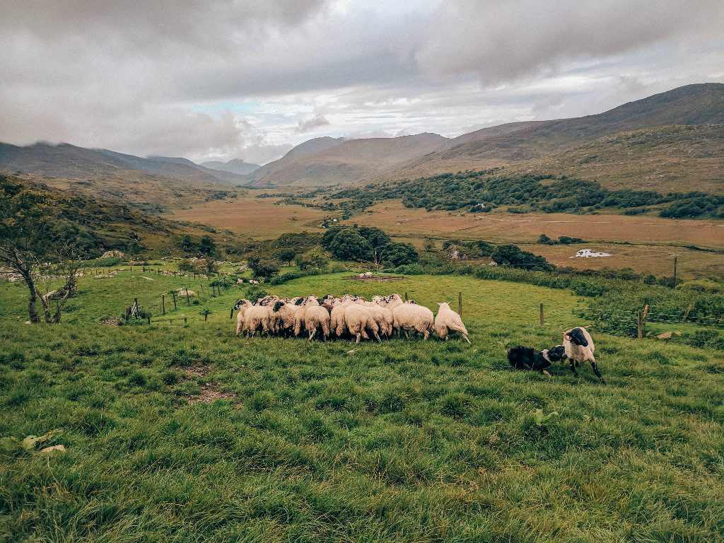 Border Collies in action herding sheep at Kissane Sheep Farm