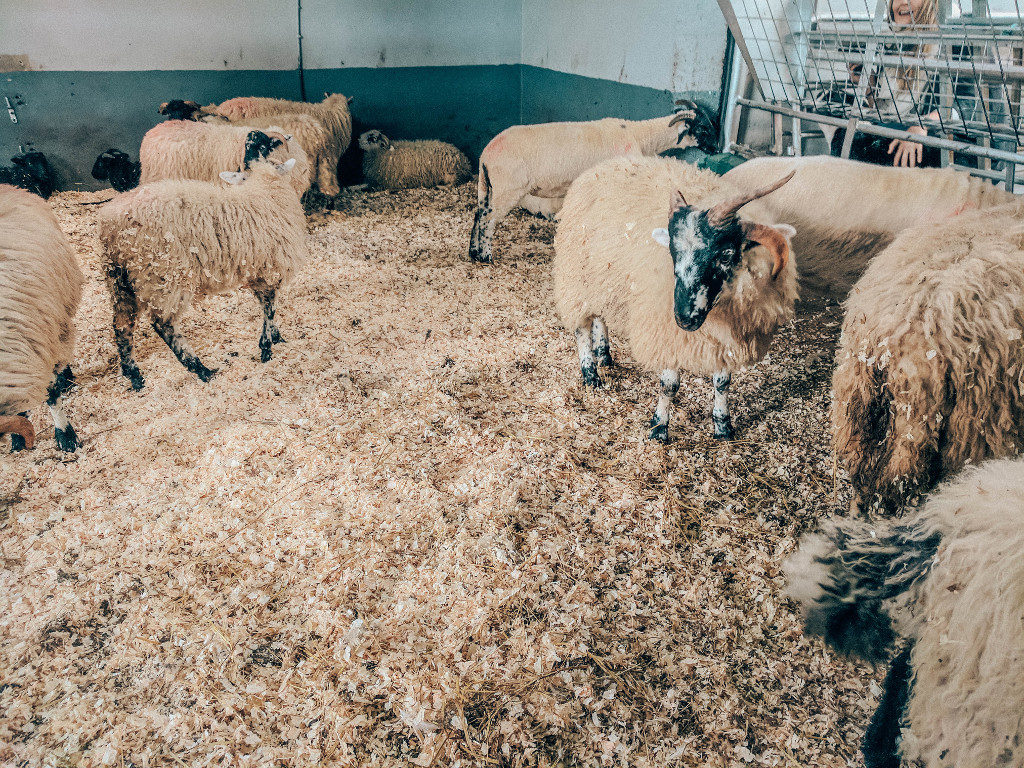Sheep inside a barn at Kissane Sheep Farm