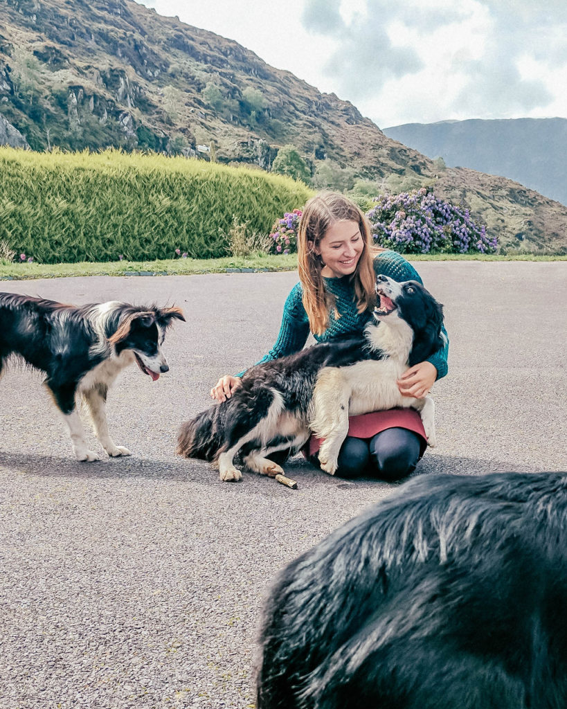 Border Collies swarming me in greeting at Kissane Sheep Farm