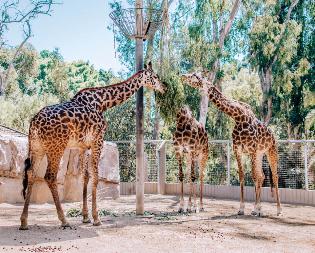 Three giraffes eating acacia leaves at the San Diego Zoo
