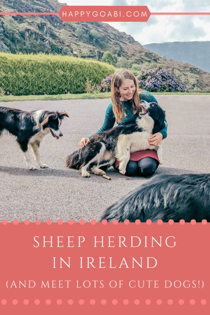 Sheep Herding at Kissane Sheep Farm