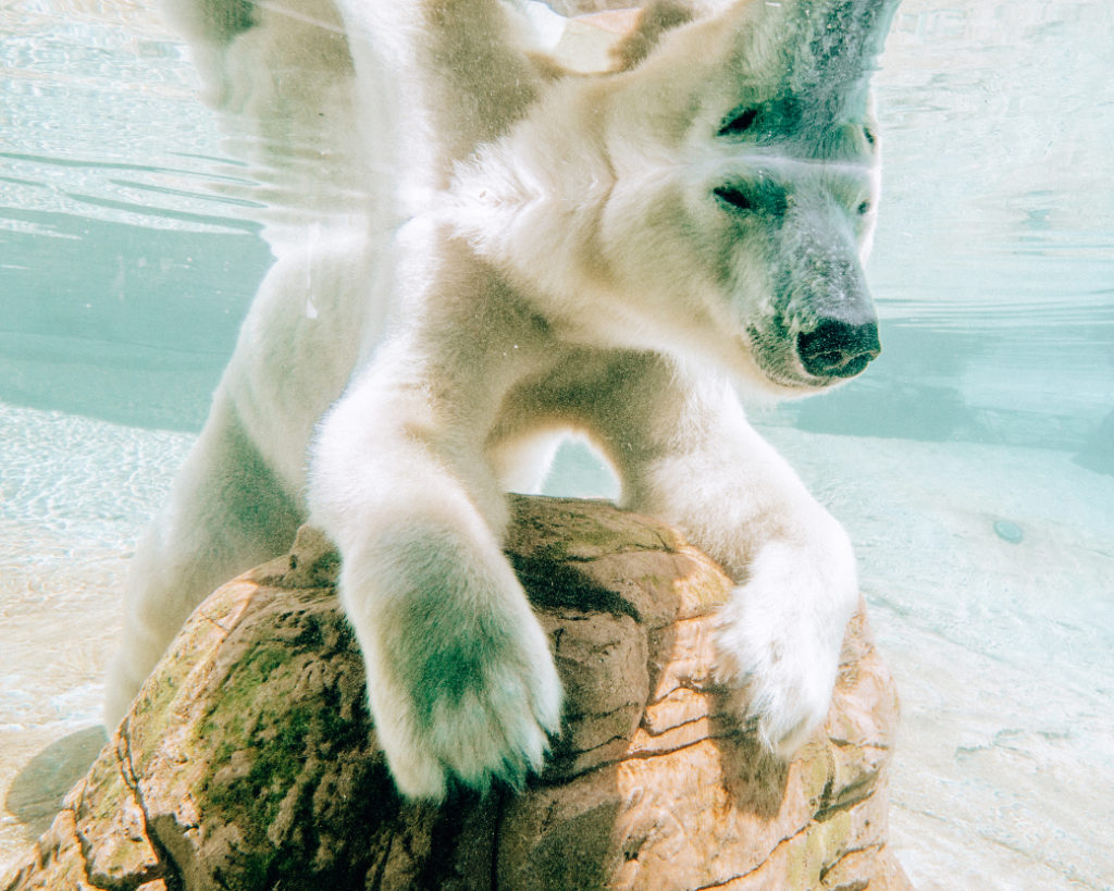 A polar bear underwater at the San Diego Zoo
