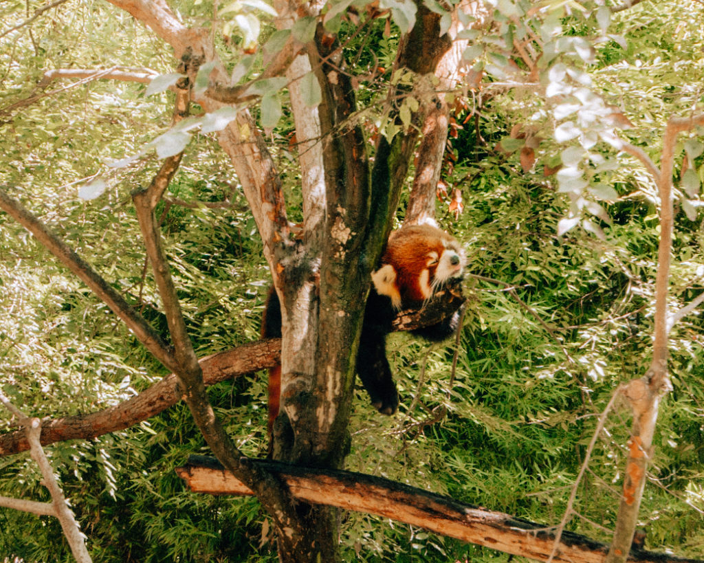 A red panda sleeping in a tree at the San Diego Zoo