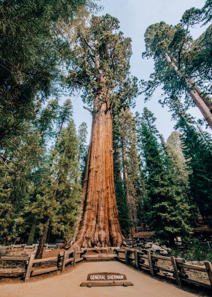 Tall sequoia tree named General Sherman, which is the largest tree in the world by volume
