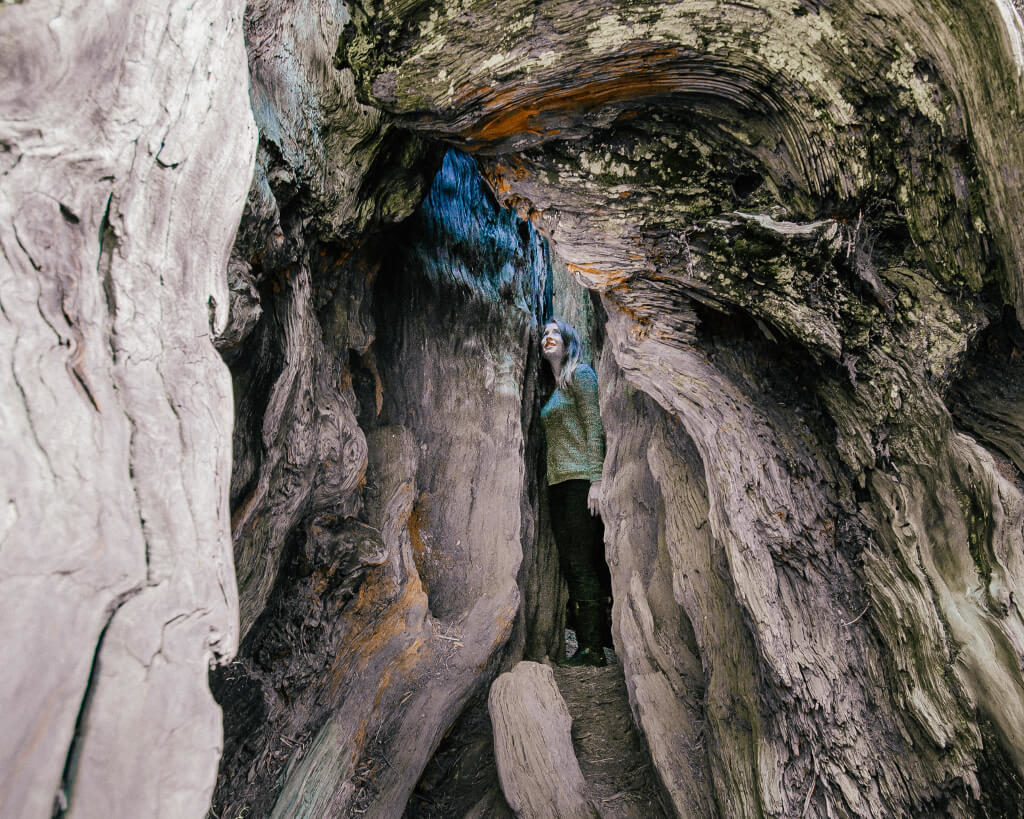 Inside the Burnt Monarch in King's Canyon National Park