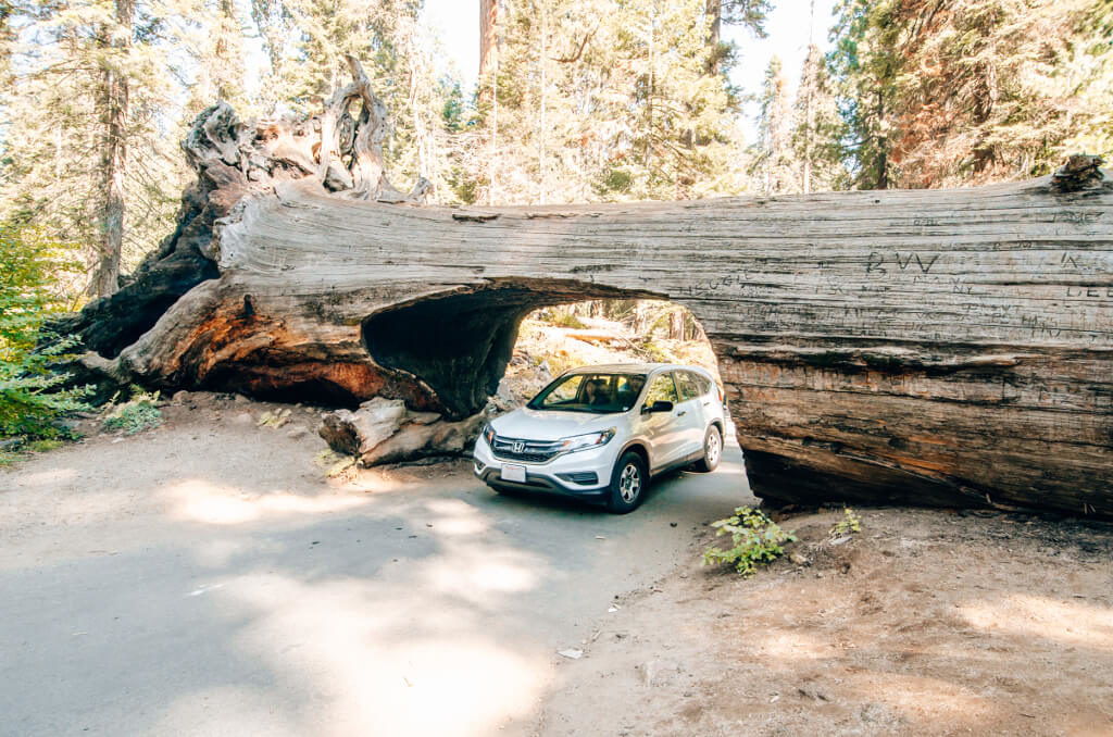 Car driving under a giant sequoia log in Sequoia National Park