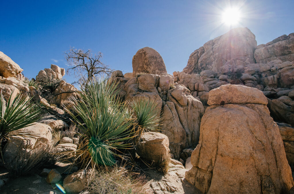 Giant boulders and green desert plants with the bright sun in the sky
