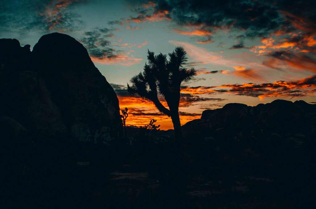 Silhouette of a Joshua Tree against the orange sunset in Joshua Tree National Park