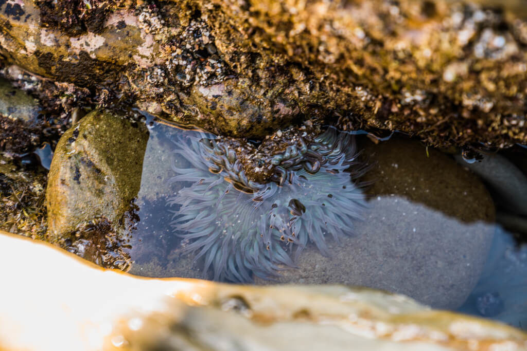 Two anemones in the tide pools at Cabrillo National Monument