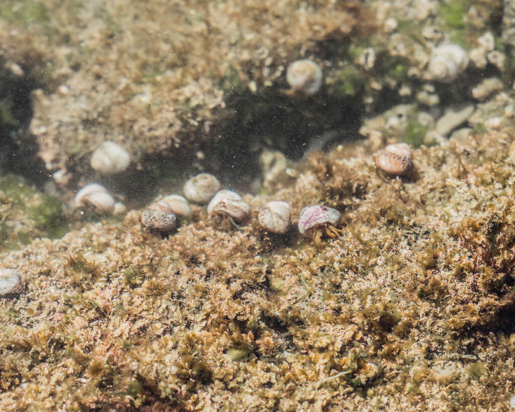 Many hermit crabs crawling underwater at the Cabrillo Tide Pools