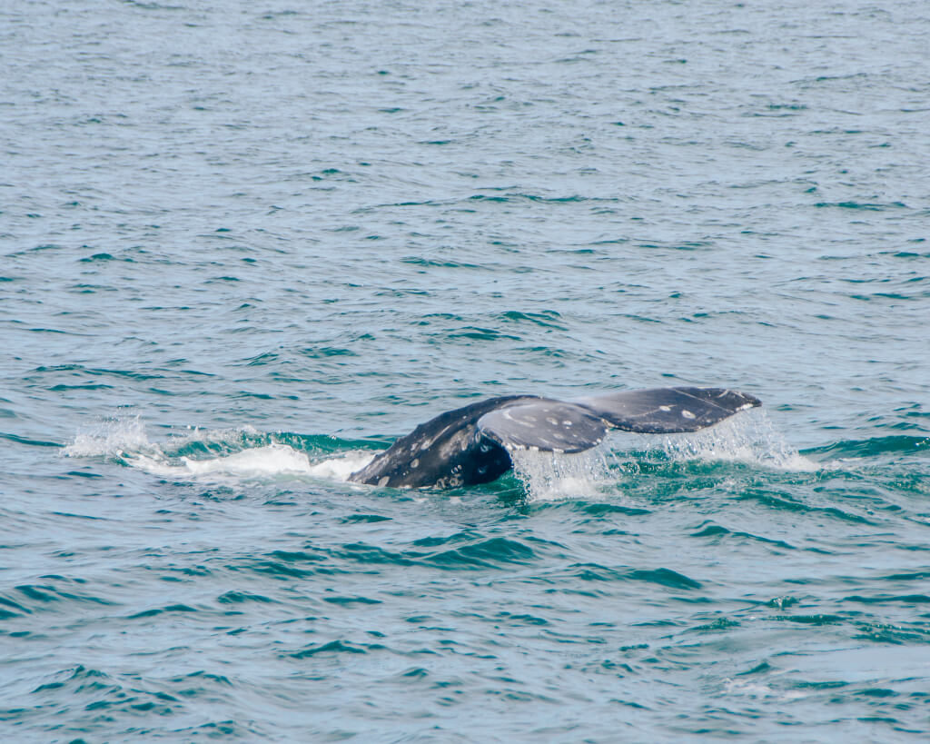 Whale tail on a whale watching tour