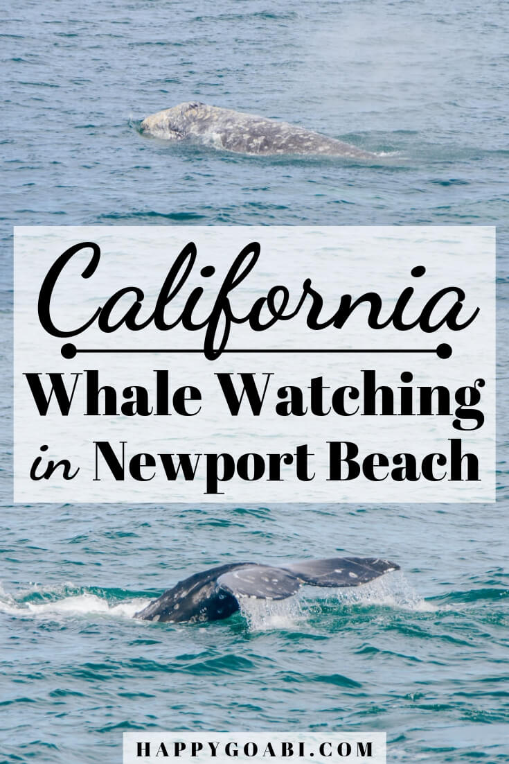 Whale Watching In Newport Beach: Davey's Locker Whale Watching Experience