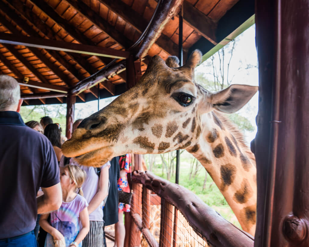 Feed Giraffes at the Giraffe Centre in Nairobi, Kenya