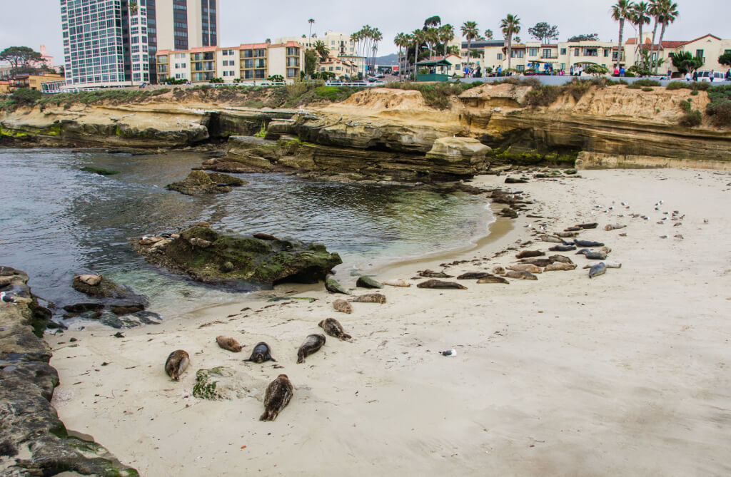 Seals lounging on a sandy cove with San Diego in the background