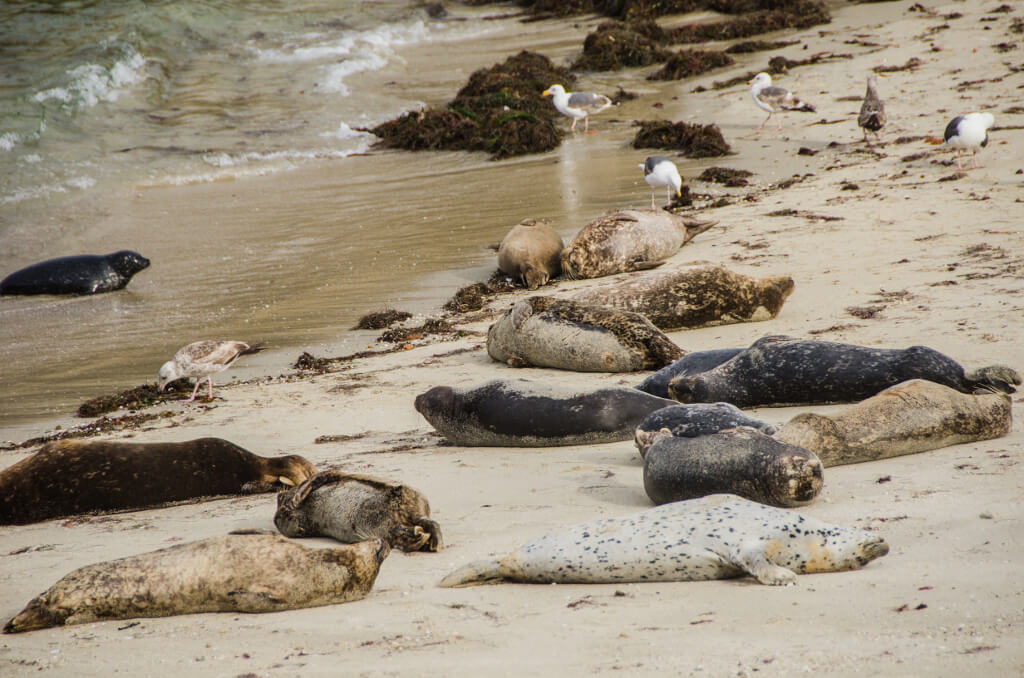 Brown, black, and spotted seals lying on the beach in San Diego