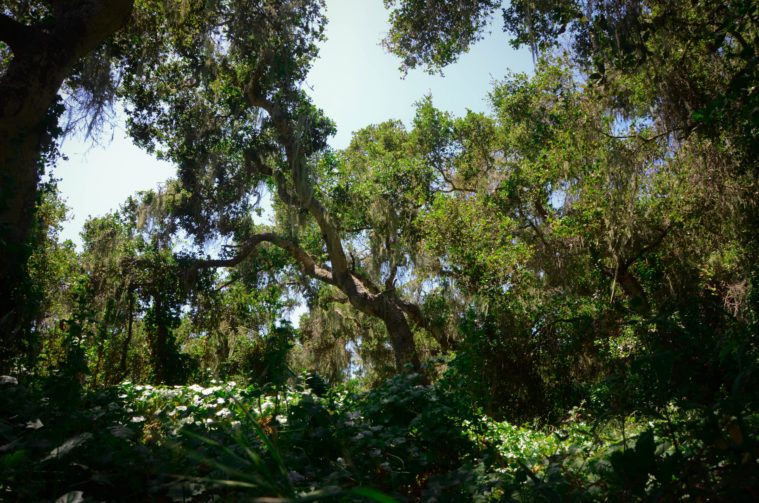 Green, shady area with giant oak trees in Los Osos Oaks State Reserve 