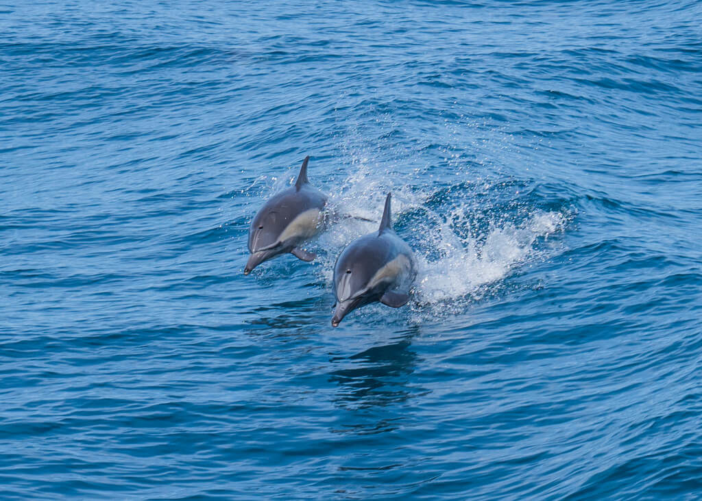 Two dolphins jumping out of the water in San Diego