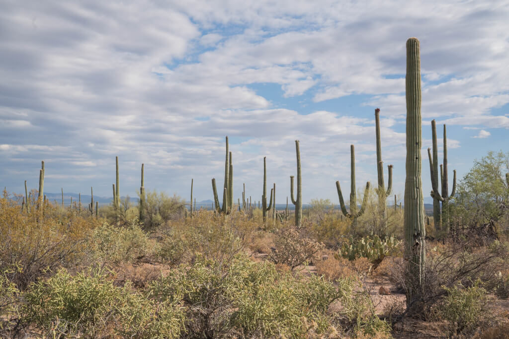 Tall saguaro cacti in front of a cloudy sky