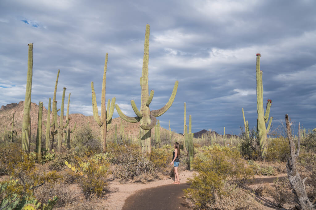14 Spectacular Things to Do in Saguaro National Park, Arizona