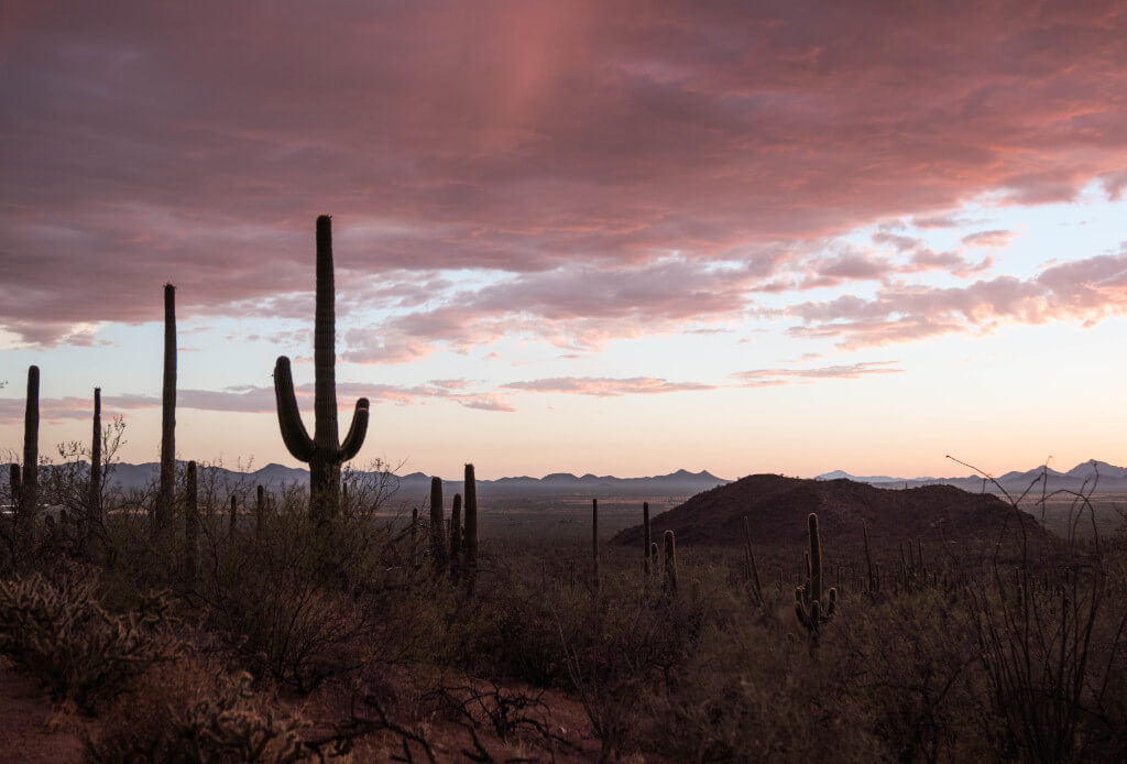 Západ slunce nad kaktusy Saguaro v národním parku Saguaro