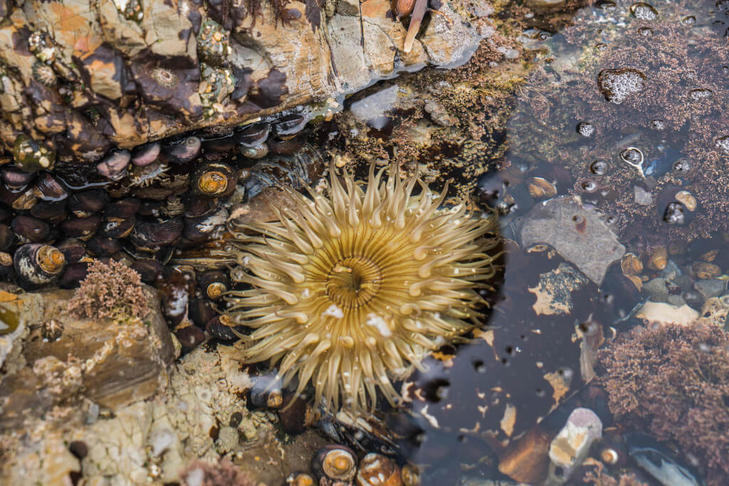 an open yellow sea anemone