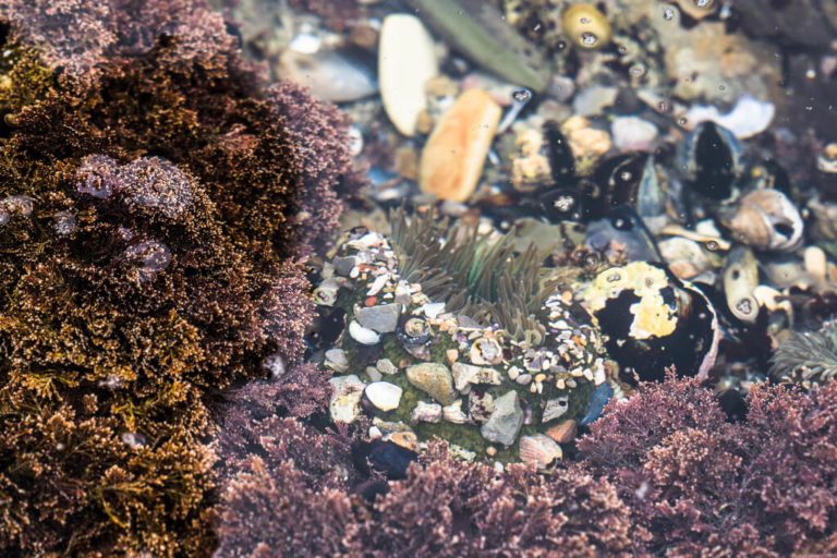 Exploring the Montaña de Oro Tide Pools in California