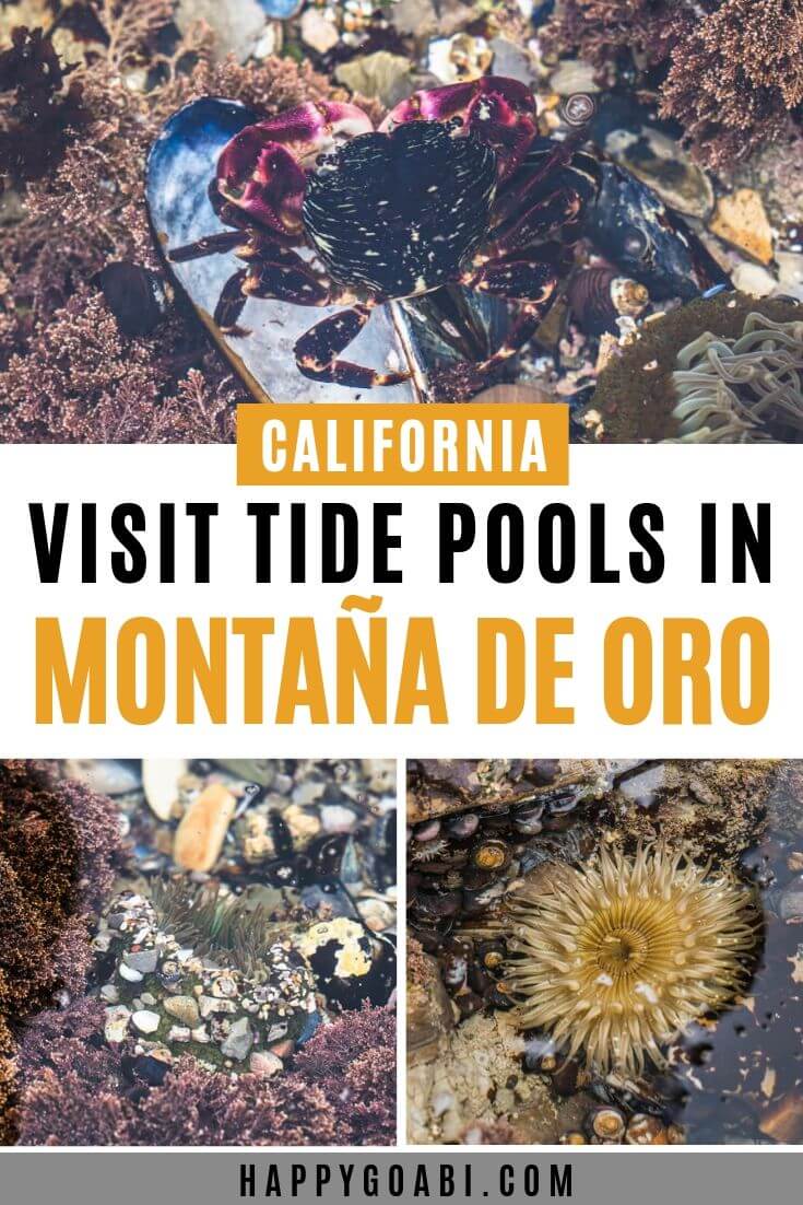 Exploring the Montaña de Oro Tide Pools in California
