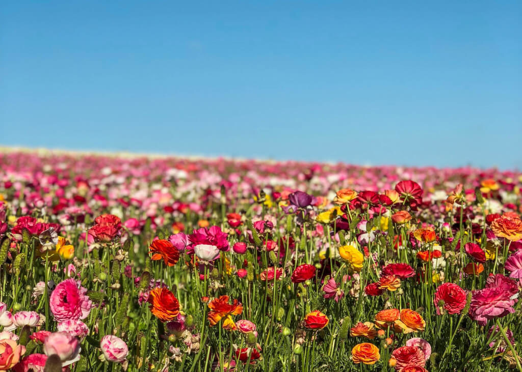 Red, yellow, orange, and pink flowers in The Flower Fields in Carlsbad