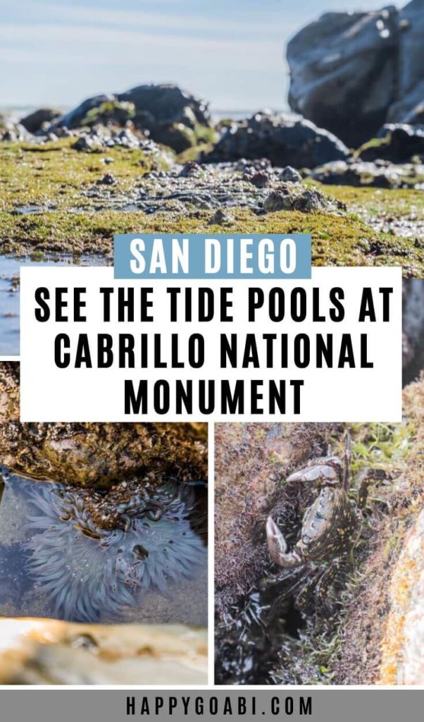 Pinterest image for Cabrillo Tide Pools article